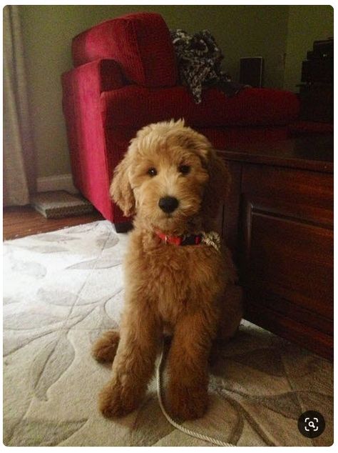 7 Creative Haircuts & Styles for Goldendoodles [With Pictures] – Goldendoodle Advice Grooming Goldendoodle, Labradoodle Grooming, Goldendoodle Haircuts, Goldendoodle Grooming, Puppy Haircut, Puppy Grooming, Puppy Cut, Australian Labradoodle, Doodle Puppy