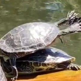 Dear Turtles 🐢🐢 on Instagram: "Caption for this Relaxed Baby please ❣️❣️ . . Follow @dear_turtles Amazing Turtle Gifts, Links in our Bio 👆👆 . . 📸 DM please #environment #nature #funny #reptiles #tortoise #oceanlife #river #art #love #turtle #turtleturtle #turtles #turtletattoo #turtletank #turtlelove #terrapin #river #riverside #riversong #riverscape" I Believe I Can Fly, Chill Time, Terrapin, Turtle Gifts, River Art, Art Love, Reptiles, Turtles, Tortoise