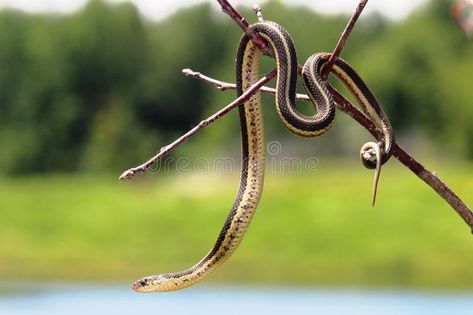 Snake Hanging From Tree, Snake Coiled, Garter Snake, Sleeve Tattoo, Tree Branch, Drawing People, A Tree, Reptiles, Tree Branches