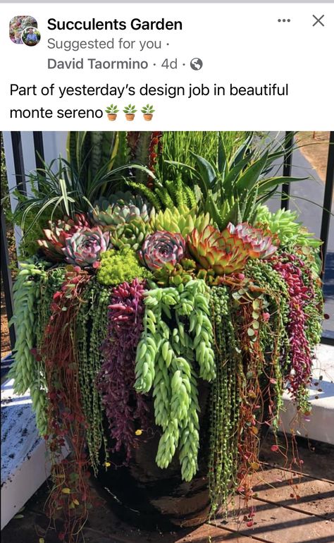 Large Succulent Arrangements, Large Succulent Planter, Succulent Landscaping Front Yard, Succulent Inspiration, Villa Italia, Succulent Garden Landscape, Decor Shelves, Succulent Landscape Design, Porch Plants