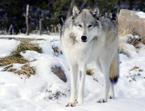 3. A gorgeous wolf. Yellowstone Wolves, Wolf Photography, West Yellowstone, Wolf Photos, Timber Wolf, She Wolf, Wild Wolf, Beautiful Wolves, Wildlife Photos