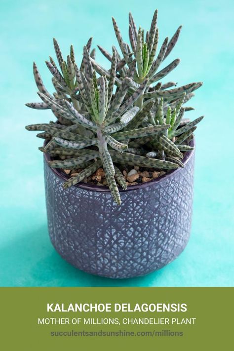 Succulent Names, Types Of Succulents, Succulent Gardening, Indoor Jungle, Container Gardens, Succulent Terrarium, Tall Plants, Cacti And Succulents, Planting Succulents