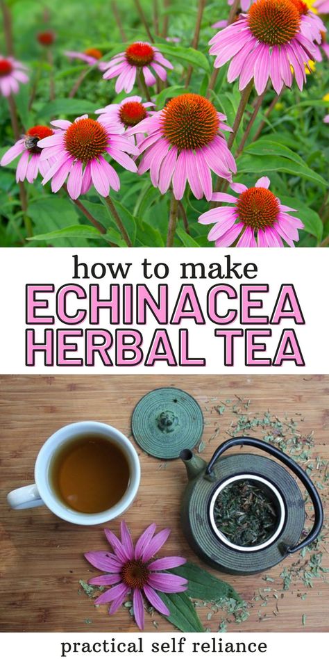 How to Make Echinacea Tea & Echinacea Tea Benefits - Make the best cup of echinacea tea with simple herbal drink recipe. echinacea tea recipes | herbal tea recipes Echinacea Tea Recipes, Herbal Tea Recipes Homemade, Herbal Tea Recipes, Echinacea Tea Benefits, Medicinal Herbs Remedies, Flowers Recipes, Passion Flower Tea, Medicine Recipes, Herbal Drink