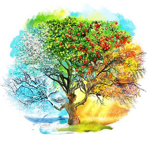 Apple Tree Drawing, Four Seasons Painting, Seasons Painting, Tree Tat, Tree Tattoo Designs, Tree Of Life Art, Tree Of Life Tattoo, Tree Artwork, Seasons Art