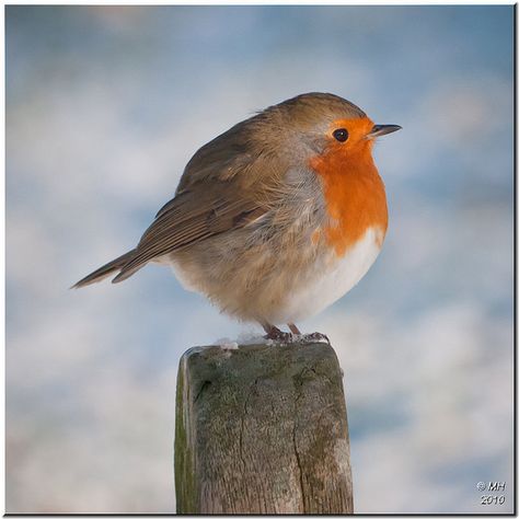 snowy feet in Windermere, England Fat Bird, European Robin, Robin Bird, Bird Pictures, Pretty Birds, Cute Birds, Bird Garden, Little Birds, Small Birds