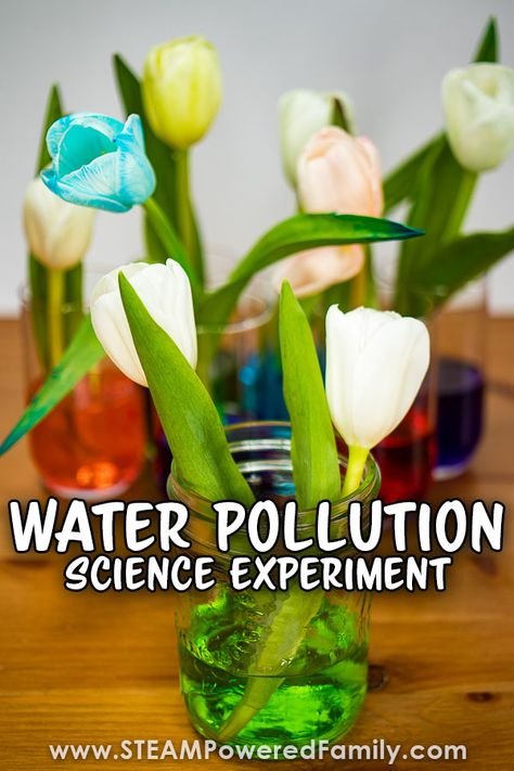 A simple experiment exploring the effects of water pollution on plants. Students learn about osmosis, pH and the scientific method. Perfect for Earth Day or as part of an Environmental Sciences study or a unit study on plants. Visit STEAMPoweredFamily.com for this and more science experiments for kids. Water Pollution Experiments For Kids, Water Pollution Science Fair Project, Earth Day Experiments, Water Pollution Experiment, Pollution Experiment, Water Filtration Experiment, Middle School Science Fair Projects, Environmental Science Projects, Plants Science Experiments