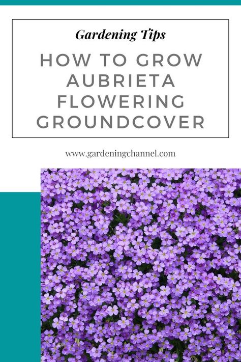 purple flowers of aubrieta groundcover with text overlay gardening tips how to grow aubrieta flowering groundcover Dog Friendly Backyard, Low Maintenance Shrubs, Plant Information, Kitchen Window, Back Garden, Ground Cover, The Plant, My Kitchen, Garden And Yard