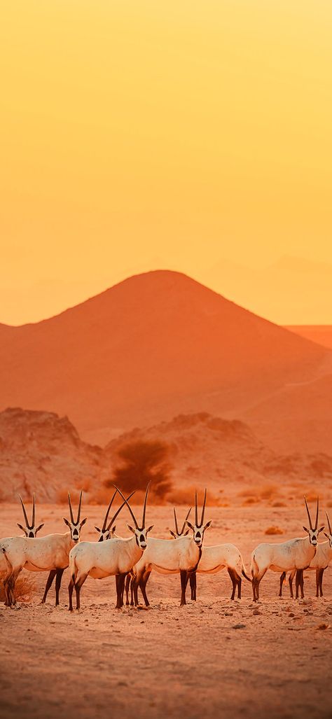 Herd of antelope in the desert wallpaper Antelope Wallpaper, Desert Wallpaper, Animals Wallpapers, 4k Wallpaper, In The Desert, Animal Wallpaper, The Desert, Phone Wallpapers, Beautiful Nature