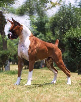 American Boxer Dog, Dogs Ideas, Boxer Breed, American Boxer, Dogs Tips, Boxer And Baby, Dog White, Scary Dogs, Boxer (dog)