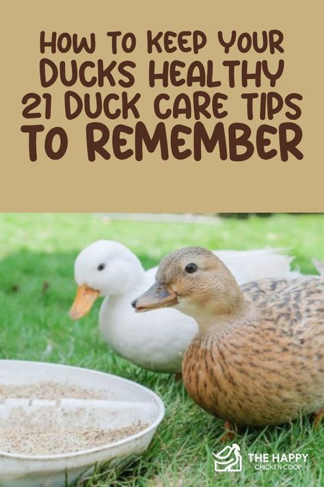 Duck Care 101, How To Care For Ducks, Duck Care For Beginners, Ducks And Chickens Together, Diy Duck Coop, Ducks Coop, Duck Raising, Diy Duck House, Duck Keeping