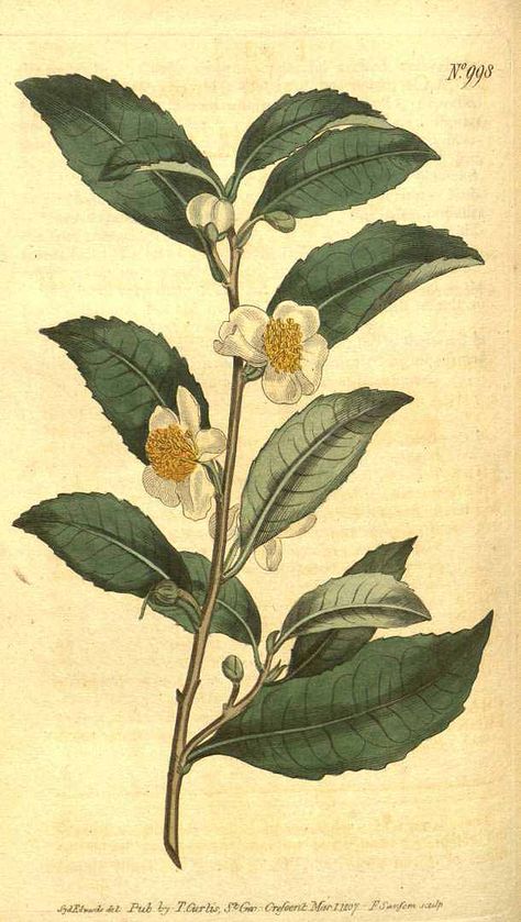 Camellia sinensis Chinese Plants, Black Tea Leaves, Tea Plant, Camellia Sinensis, Illustration Botanique, Evergreen Plants, Darjeeling, Flower Tea, Plant Illustration