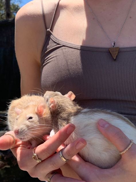 Rat Cute, Rat Pet, Rat Animal, Fancy Rats, Fancy Mouse, Brown Rat, Pet Rat, Animal Gifts, Rat Cage