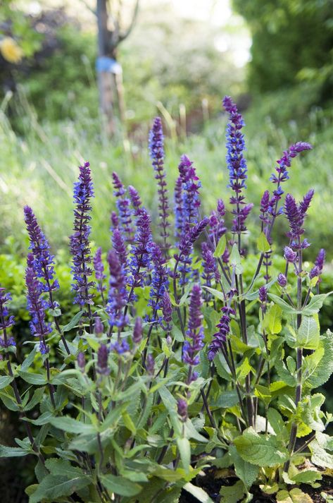 Salvia Victoria Blue, Oklahoma Wildflowers, Woodland Sage, Salvia Nemorosa, Oxfordshire England, Tattoo Flowers, Backyard Flowers, Bear Creek, Garden Cottage