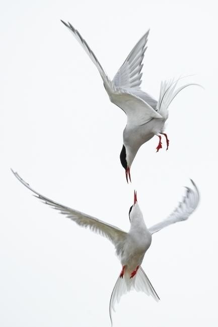 Ocean Birds, Fat Bird, Arctic Tern, Photo Animaliere, White Birds, Image Nature, True Romance, Ipad App, Beautiful Bird