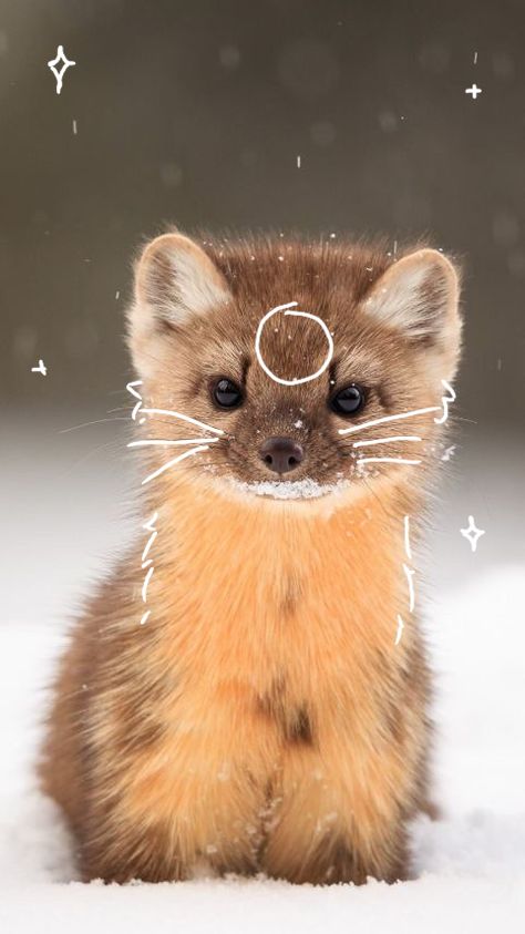 Therian pine marten cute aesthetic adorable doodle animal doodles drawings Cool Black Wallpaper, Pine Marten, Animal Outline, Fox Drawing, Mask Drawing, Doodles Drawings, Animal Doodles, Disney Collage, Silly Cats Pictures