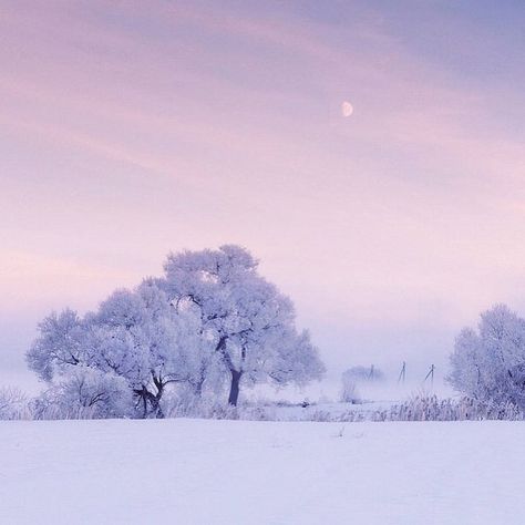 Thinking about winter often conjures up images of cold, dark days punctuated by grey skies overcasting icy landscapes. However, these dreary thoughts don't Era Victoria, Planer Cover, Cottage Aesthetic, Bright Winter, Winter Nature, Winter Photo, Winter Mornings, Pink Sunset, Winter Aesthetic