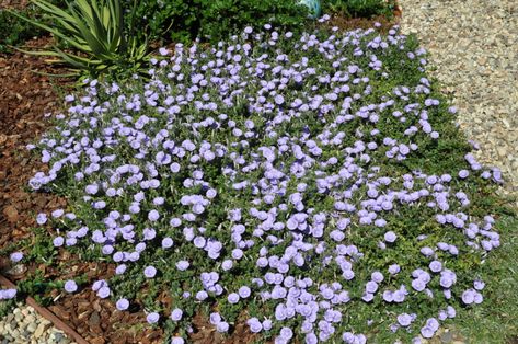 Convolvulus mauritanicus - Google Search Convolvulus Sabatius, Front Yard Plants, Australian Native Plants, Plant Images, Australian Native, Yard Work, Morning Glory, Ground Cover, Native Plants