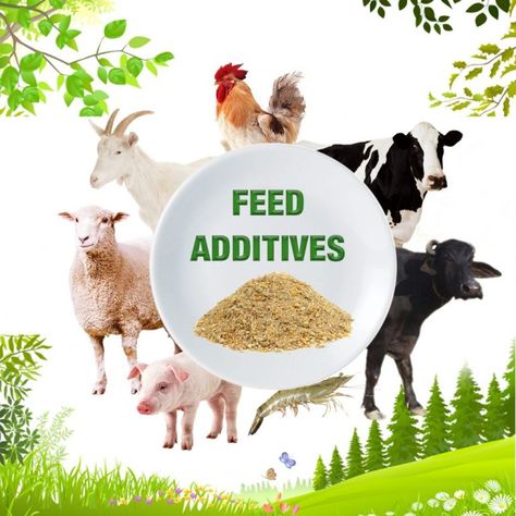 We are animal feed supplements manufacturer like Poultry feed supplements, Cattle feed supplements, Aqua feed supplements, Swine feed supplements Cattle Feed, Poultry Feed, Natural Food Coloring, Animal Protection, Mumbai India, Natural Food, Food Coloring, Mumbai, India