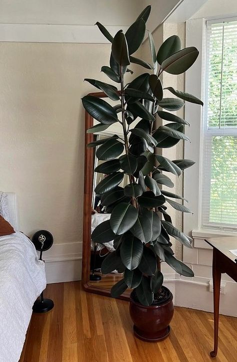 12 Best Tall Low Light Houseplants | Balcony Garden Web Small House Garden, Tall Indoor Plants, Houseplants Low Light, Umbrella Tree, Herb Containers, Herb Garden Design, Vertical Garden Diy, Ficus Elastica, Rubber Plant