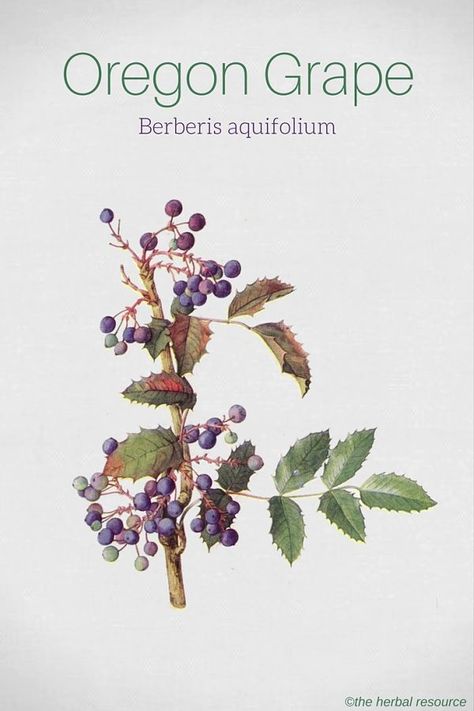 Oregon Grape Berberis aquifolium Grape Health Benefits, Grape Uses, Oregon Grape, Herbal Plants, Herbal Apothecary, Healing Plants, Herbal Healing, Herbs For Health, Wild Edibles