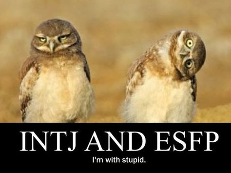 Esfp Intj Meme, Esfp Personality Funny, Esfp Intj, Esfp Aesthetic, Meyers Briggs, Intj Personality, 16 Personalities, Infj T, Extroverted Introvert