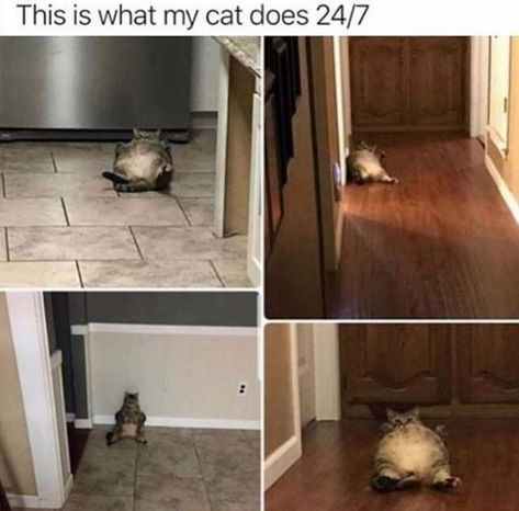 Happy Birthday Funny Cats, House Meme, Cheezburger Cat, Mean Cat, Funny Cat Memes, Fat Cats, Funny Love, Litter Box, Training Your Dog