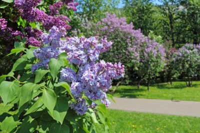 Lilac Plant, Gardening For Dummies, Lilac Bush, Lilac Bushes, Lilac Tree, Garden Shrubs, Patio Plants, Replant, Garden Pests