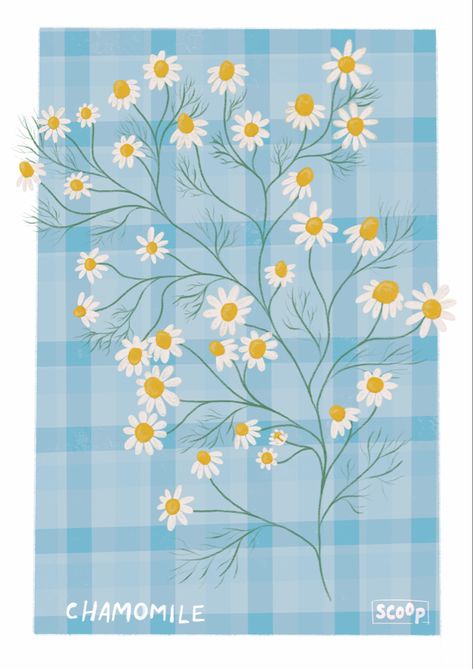 An illustration of a dainty chamomile branch on a blue gingham background Camomile Illustration, Chamomile Illustration, Chamomile Print, Gingham Background, Blue Gingham, Gingham, Cereal, Ipad, Tattoos