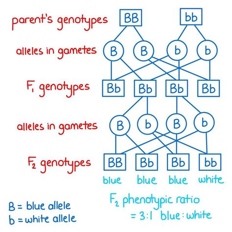 Click the pin to read the full article. #alevelbiology #gcsebiology #biologynotes #aestheticnotes Project Biology, Monohybrid Cross, Biochemistry Notes, Learn Biology, Science Inquiry, A Level Biology, Teaching Essentials, High School Biology, Ap Biology