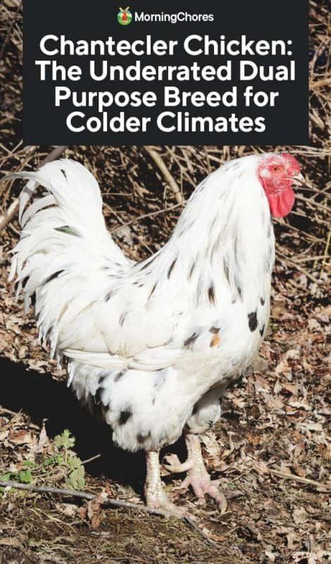 Rare Chicken Breeds, Positive Qualities, Raising Chicks, Urban Chickens, Home Decor Diy Crafts, Raising Goats, Chicken Garden, Winter Layers, Keeping Chickens