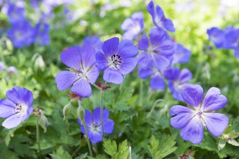 How to Grow Wild Geranium: Tips From the Experts | HGTV Rozanne Geranium, Geranium Care, Ivy Geraniums, Geranium Rozanne, Cranesbill Geranium, Wild Geranium, Geranium Plant, Scented Geranium, Hardy Geranium