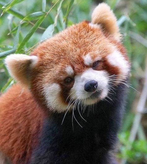 Red Panda Images, Panda Icon, Panda Day, Red Panda Cute, Red Panda Baby, Red Pandas, Panda Bears, Panda Art, Happy Times