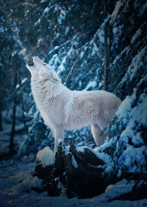 Volpe Artica, Arctic Wolf, Wolf Photos, Wolf Love, Howling Wolf, Wolf Pictures, Wolf Spirit, Beautiful Wolves, Lone Wolf