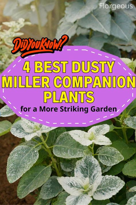 Dusty Miller Companion Plants Lavender Bush, Japanese Forest, Creeping Phlox, Companion Plants, Border Plants, Garden Types, Dusty Miller, Tall Plants, Garden Landscape