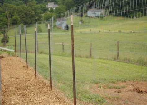 How to Build a Chicken Run Radical Kindness, Build A Chicken Run, Entrance Fence, Building A Chicken Run, Chicken Tunnels, Walk In Chicken Run, The Prairie Homestead, Chicken Wire Fence, Chicken Fence