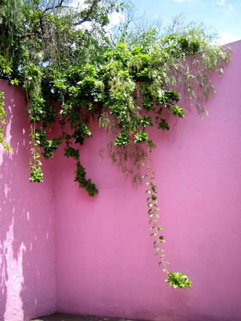 Pink wall Luis Barragan House, Murs Roses, 40th Wedding Anniversary, Bohemian House, Through The Looking Glass, Pink Walls, Green Aesthetic, Garden And Yard, Trees To Plant