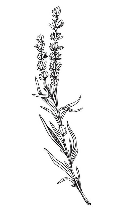 Lavender Ink Drawing, Drawing Of Lavender Flowers, Lavender Tattoo Black Outline, Big Lavender Tattoo, Lavender Flowers Sketch, Lavender Flower Tattoo Design, Line Art Flowers Tattoo, Lavender Sprigs Drawing, Lavender Drawing Tattoo