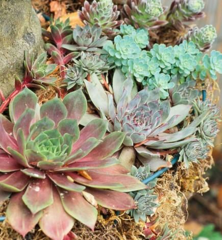 10 Top Succulent Plants for the Midwest | Midwest Living  The Sempervivum hens-and-chicks are a group of succulents that grow in low, rosette-forming colonies. With their wide range of colors and textures--some develop long, white hairs that resemble cobwebs--they're perfect for a rock garden or in containers. Their common name comes from the way these succulents spread, with new growth (chicks) forming from the mother rosette (hen).   Up to 6 inches tall  Full sun and well-drained soil Succulent Outdoor, Yucca Filamentosa, Late Summer Flowers, Succulent Landscape Design, Purple Succulents, Succulent Landscaping, Succulent Garden Diy, Midwest Living, Succulents Indoor