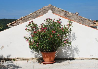 Oleander Container Gardening: Tips On Growing Oleander In Containers - Growing oleander in containers is the only way to go in a lot of climates. To learn more about oleander container gardening and how to grow oleander in pots, use the information found in this article by clicking here. Container Landscaping, Oleander Plants, Coffee Grounds As Fertilizer, Short Plants, Uses For Coffee Grounds, Coffee Plant, Patio Landscaping, Colorful Plants, Evergreen Shrubs