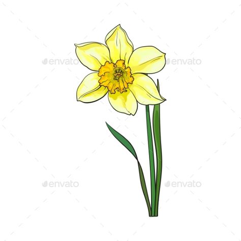 Single yellow daffodil, narcissus spring flower with stem and leaves, sketch vector illustration isolated on white background. Rea Daffodils Drawing, Leaves Sketch, Daffodil Tattoo, Wedding Vector Art, Narcissus Flower, Watercolor Birthday Cards, Garden Illustration, Daffodil Flower, Yellow Daffodils