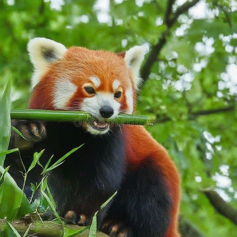 Alert Red Panda Eating Bamboo in the Forest stock photos Red Panda Eating, Panda Eating Bamboo, Panda Eating, Red Pandas, Red Panda, In The Forest, Girls Tshirts, The Forest, Forest