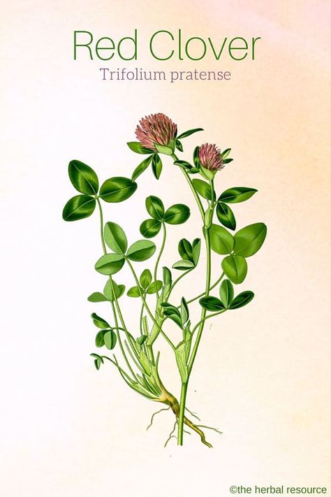 Health Properties, Dosage, Benefits and Side Effects of Red Clover (Trifolium pratense) Red Clover Benefits, Herb Uses, Clover Plant, Red Clover, Herbal Apothecary, Healing Plants, Herbal Healing, Herbs For Health, Wild Edibles