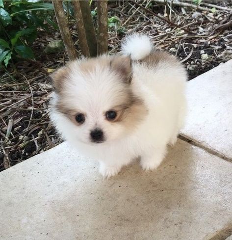 Tea Cup Pomeranian, Cup Pomeranian, Teacup Pomeranian Puppy, Pomeranian Pups, Yorkie Poo Puppies, Bear Dog Breed, Puppy Teacup, Pomsky Dog, Pomeranian Puppies For Sale