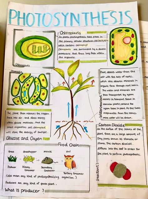 Biology Charts Poster, Biology Index Design, Science Poster Ideas Aesthetic, Class 10 Science Project, Aesthetic Biology Notes Ideas, Biology School Projects, Project Biology Ideas, Horticulture Notes, Biology Ideas Projects