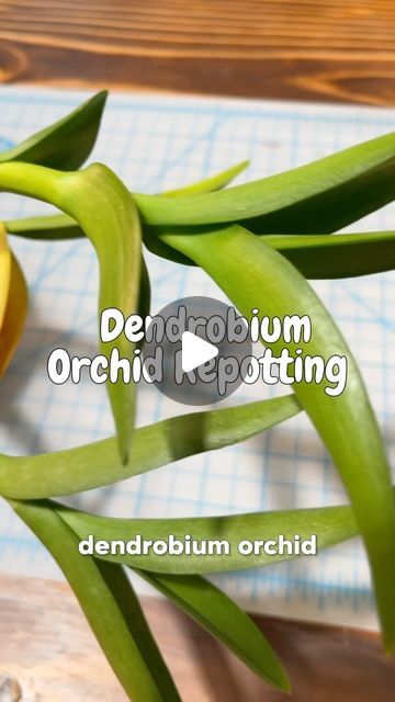 Types Of Orchids Plants, Orchid Repotting, Dendrobium Orchids Care, Orchid Terrarium, Dendrobium Nobile, Repotting Orchids, Orchid Plant Care, Dendrobium Orchid, Orchid House