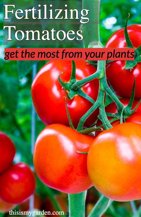 How and When you fertilize your tomato plants will make a huge difference in your garden. Learn what to use and when to fertilize.  #tomato #plants #garden #vegetablegarden #fertilize #tomatoes #thisismygarden Tomatoes Plants Problems, Tanaman Tomat, Tomato Planting, Pruning Tomato Plants, Tomatoes Growing, Gemüseanbau In Kübeln, Tomato Fertilizer, Tips For Growing Tomatoes, Growing Tomato Plants