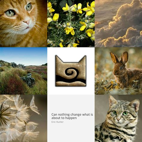 Warrior Cat Aesthetic, Windclan Aesthetic, Warrior Cats Windclan, Wc Aesthetic, Warrior Cats Aesthetic, Warrior Cats Clans, Warriors Erin Hunter, Warrior Cats Books, Sassy Cat