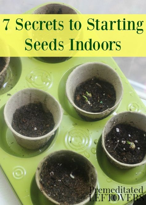 7 Secrets to Starting Seeds Indoors- Starting you garden plants from seeds indoors can save you time and money. Grow seedlings successfully with these tips. Plants From Seeds, Starting Seeds, Jardim Diy, Growing Microgreens, Starting Seeds Indoors, Vegetable Garden Diy, Diy Gardening, Organic Gardening Tips, Hydroponic Gardening