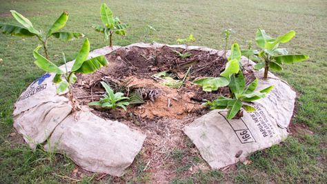 Banana Circle, Tropical Permaculture, Tropical Garden Ideas, Food Forest Garden, Natural Farming, Florida Gardening, Vegetable Garden Planning, Permaculture Gardening, Permaculture Design