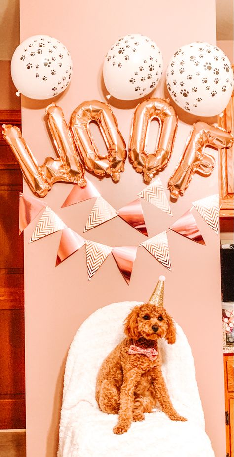 Aesthetic puppy birthday party 1st balloons dog Dog Birthday Pictures, Dog Boutique Ideas, Aesthetic Puppy, Puppy Birthday Party, Preppy Dog, Pet Birthday, Puppy Birthday Parties, Gourmet Dog Treats, Pet Ideas